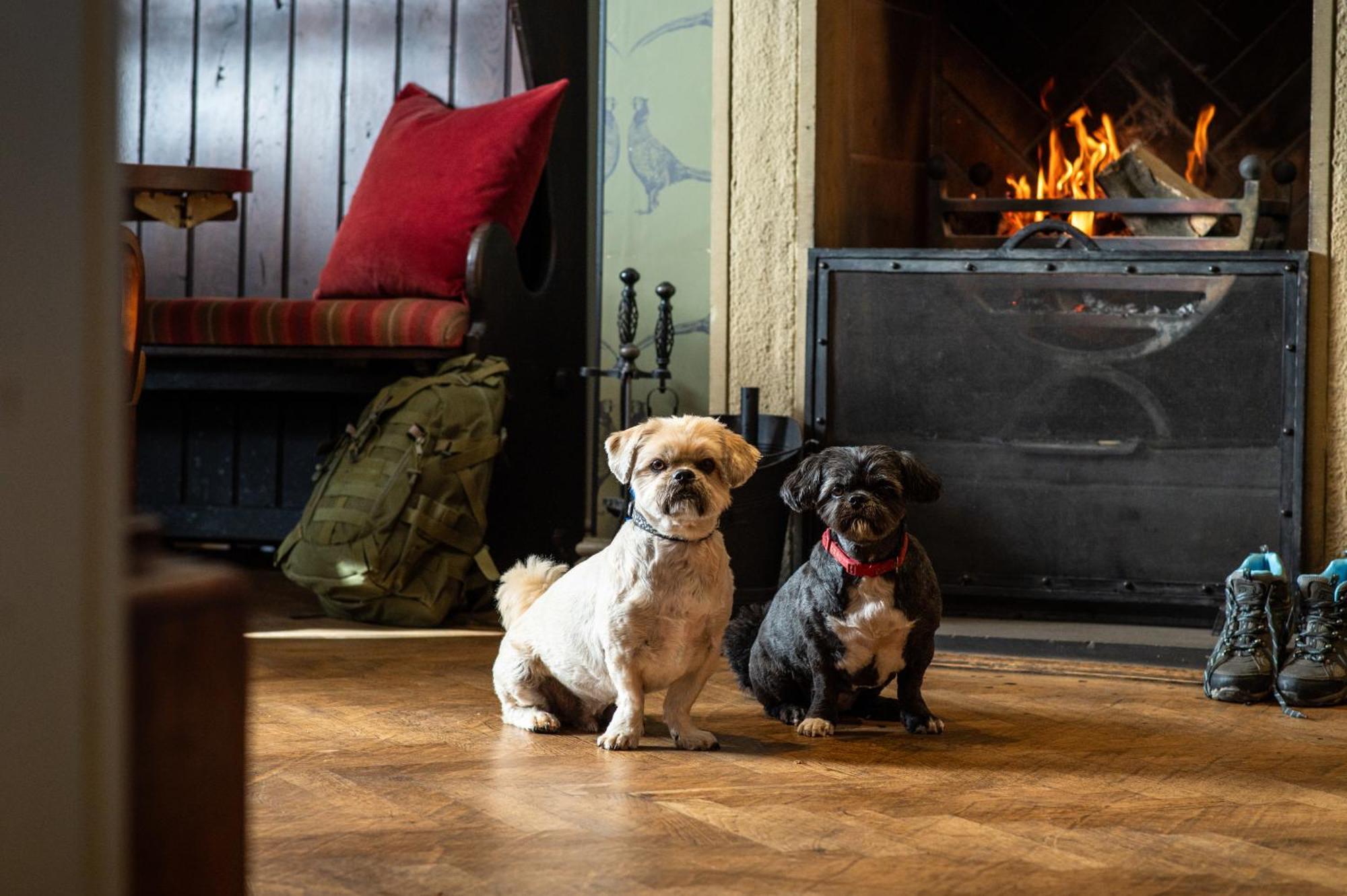 Hotel The Millstone, Mellor Blackburn  Exteriér fotografie Dogs at the Inn